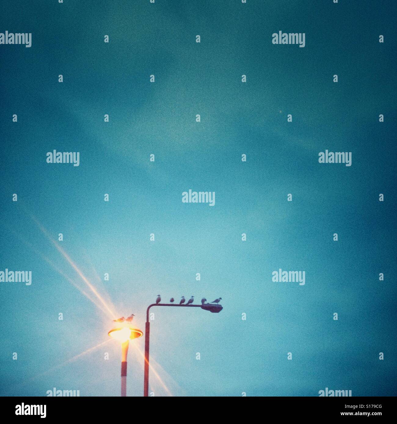 I gabbiani sulla illuminazione stradale. - Immagine stock catturata con smartphone