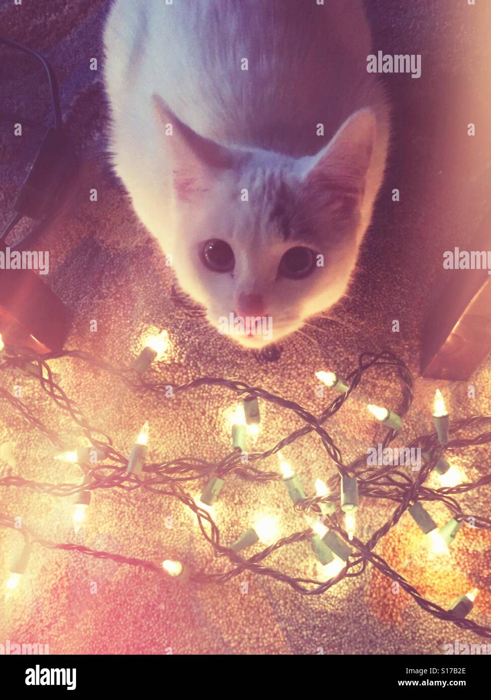 Carino kitty si siede da twinkly le luci di Natale. Foto Stock