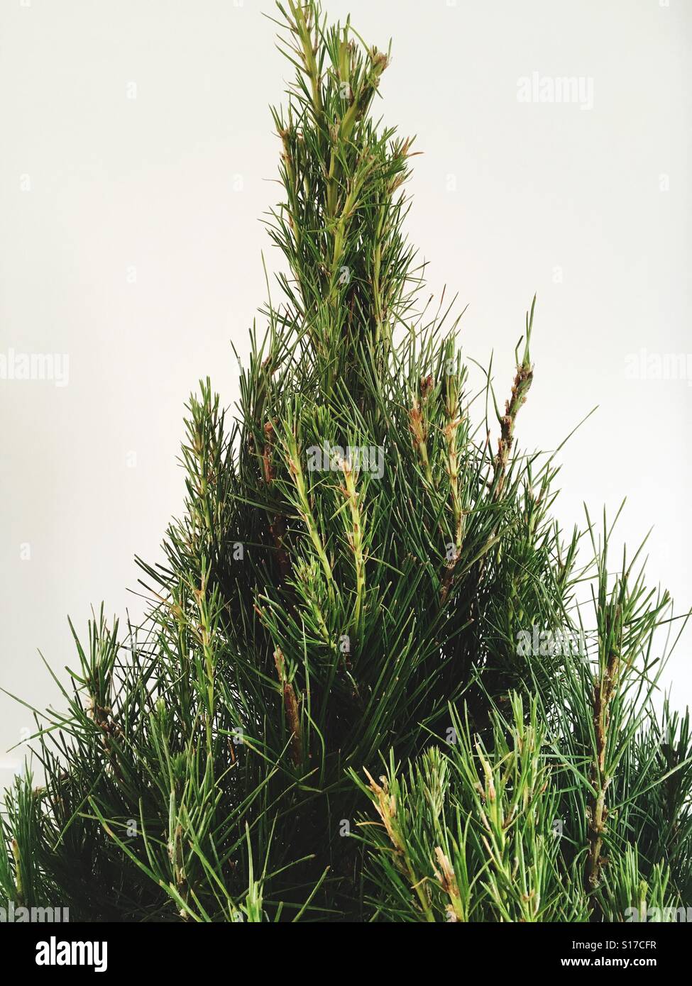 In alto di albero di Natale Foto Stock