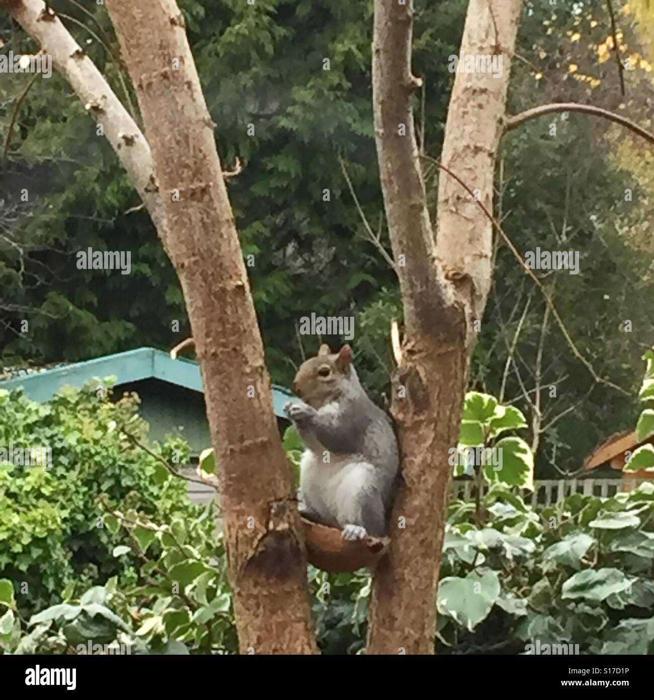 Lo scoiattolo, alimentando sull'alimentazione degli uccelli, in una struttura ad albero Foto Stock