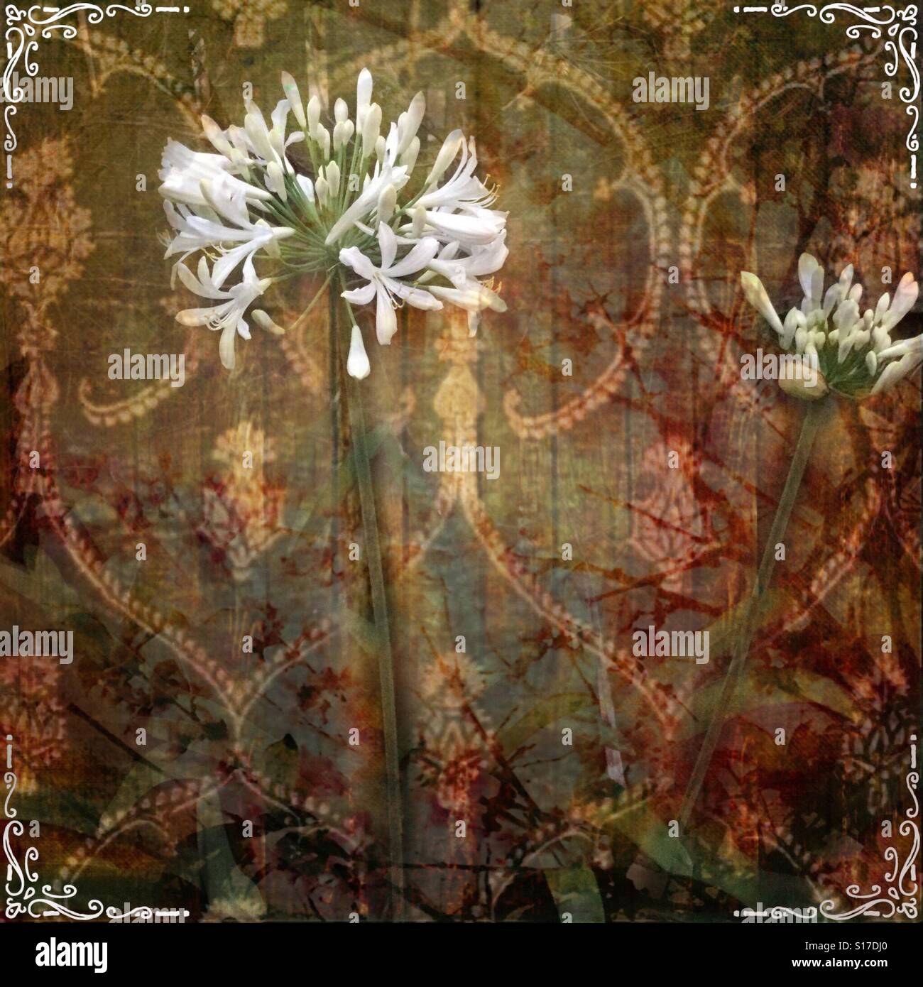 White Boho Bloom, fantasy iPhone modifica foto, composizioni floreali su layered modellato effetto grunge background Foto Stock