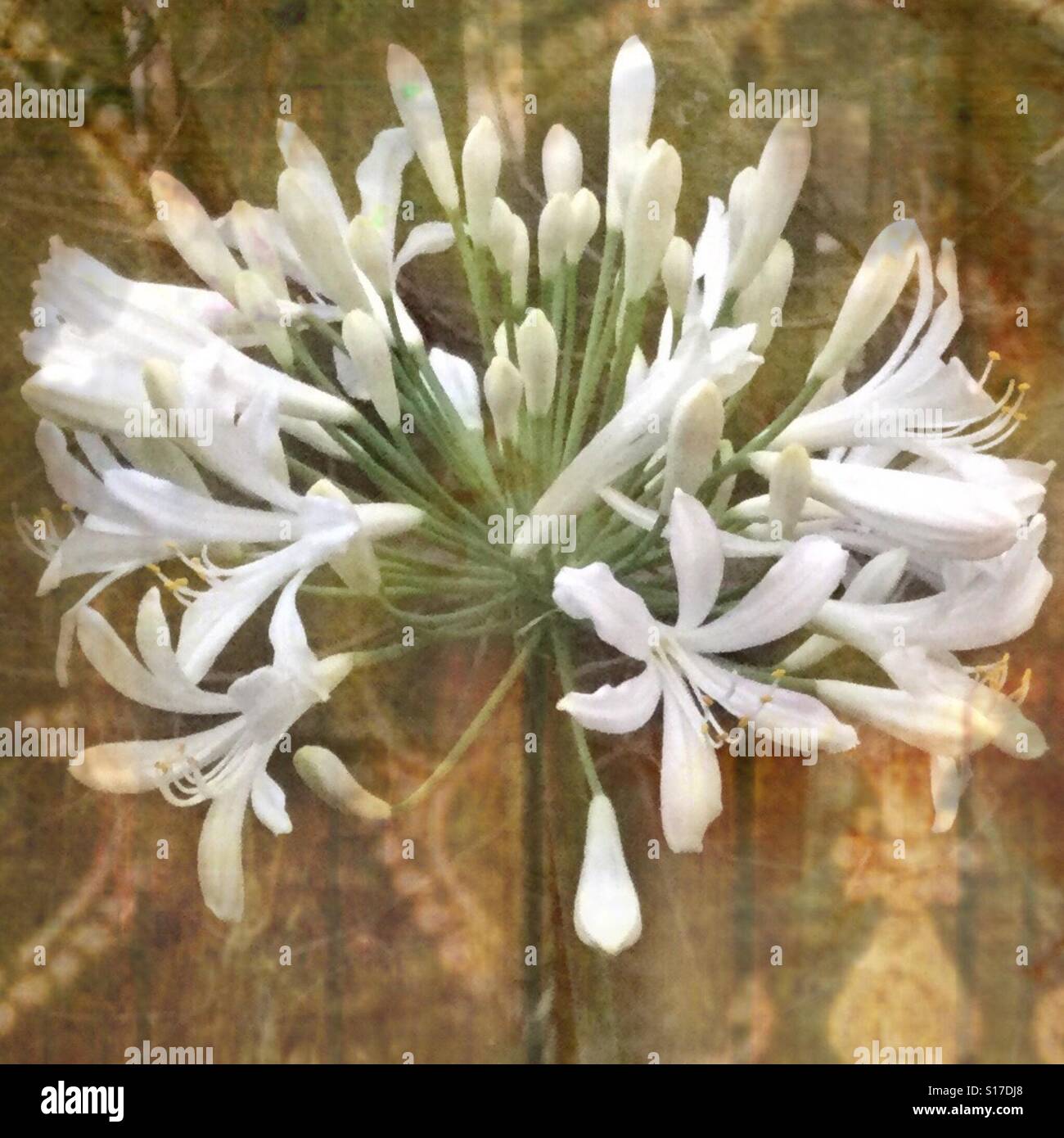 Fiore bianco, iPhone foto, modificare closeup, modellato, stratificati grunge, effetto boho, sfondo Foto Stock