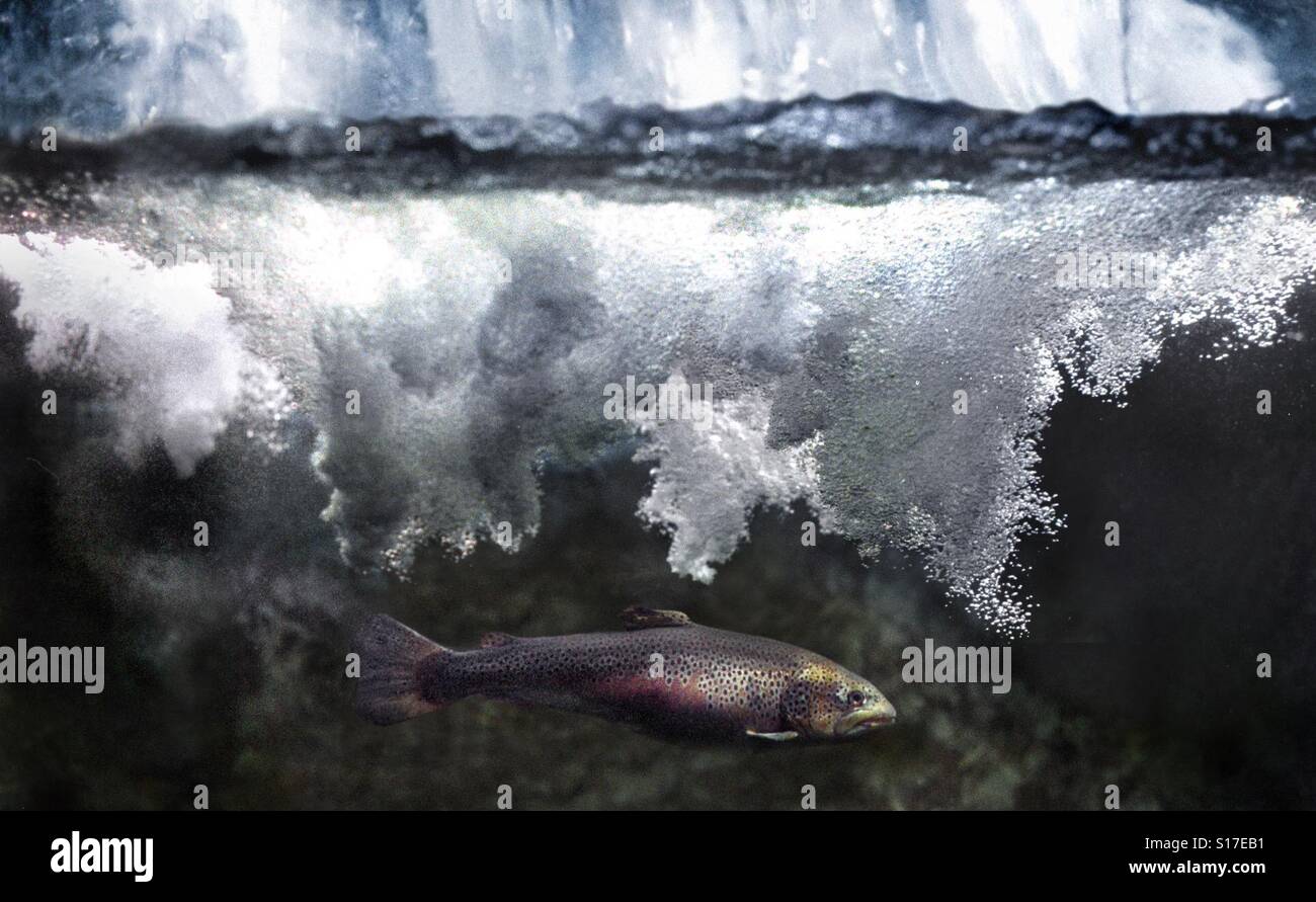 Una trota è visto sott'acqua al di sotto di una cascata - Immagine stock catturata con smartphone