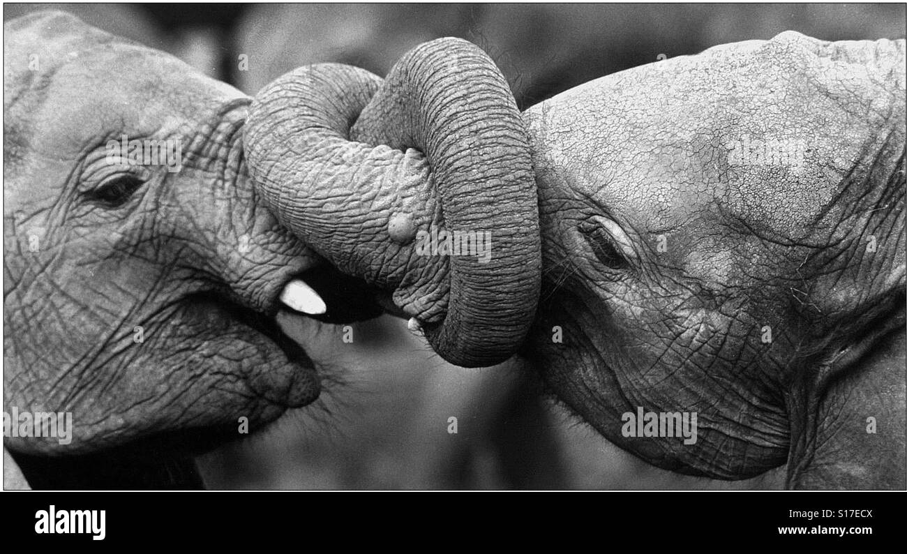 Baby elefanti sembrano ottenere i loro tronchi legati in un nodo - Immagine stock catturata con smartphone