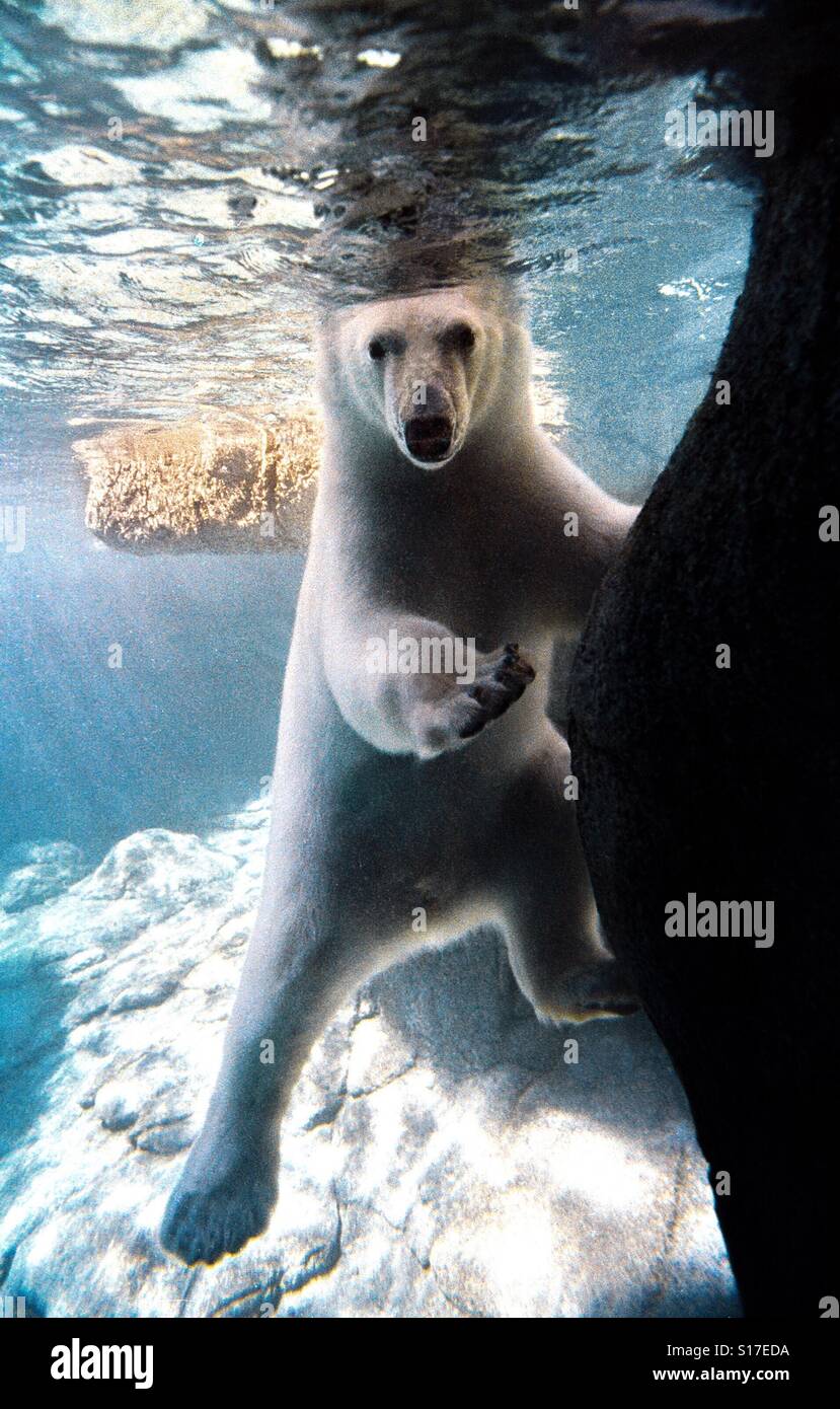 Un orso polare è visto sott'acqua. Foto Stock