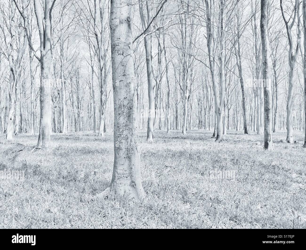 Una vista alternativa di un bosco inglese in primavera. Pur non essendo un sacco di Bluebell fiori sul suolo, essi non sono facilmente identificati. Credito foto - © COLIN HOSKINS. - Immagine stock catturata con smartphone