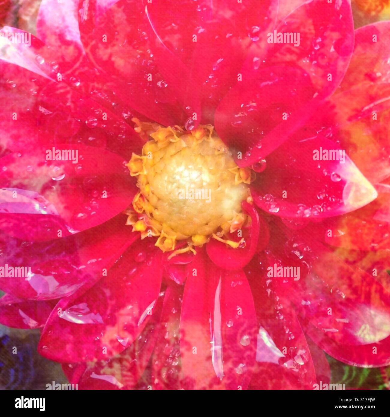 Bright Mauve fiore rosa, closeup Boho modellato sullo sfondo, con strati di effetti filtrati Foto Stock