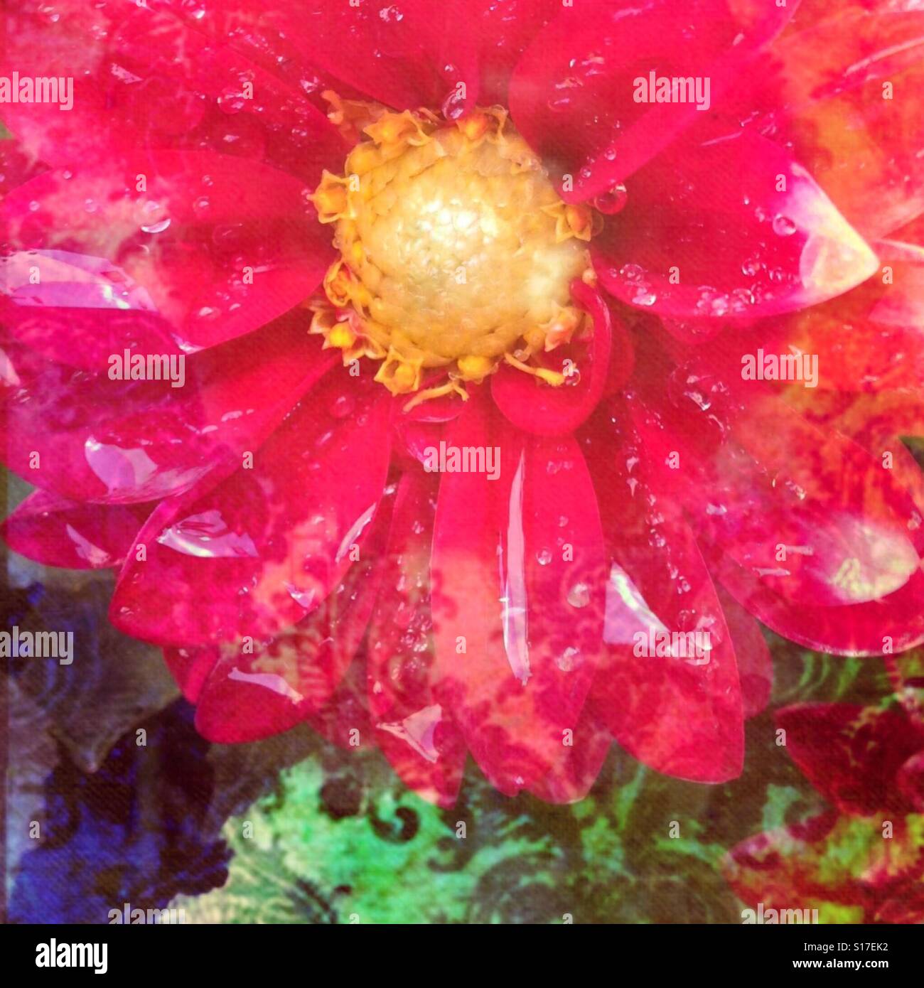 Bright Mauve fiore rosa, closeup Boho modellato sullo sfondo, con strati di effetti filtrati Foto Stock