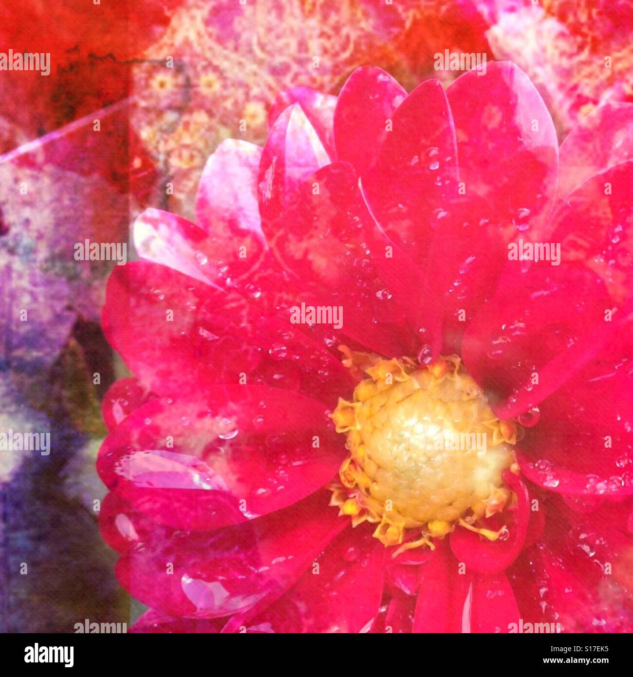 Bright Mauve fiore rosa, closeup, modellato Boho sfondo, con strati di effetti filtrati Foto Stock