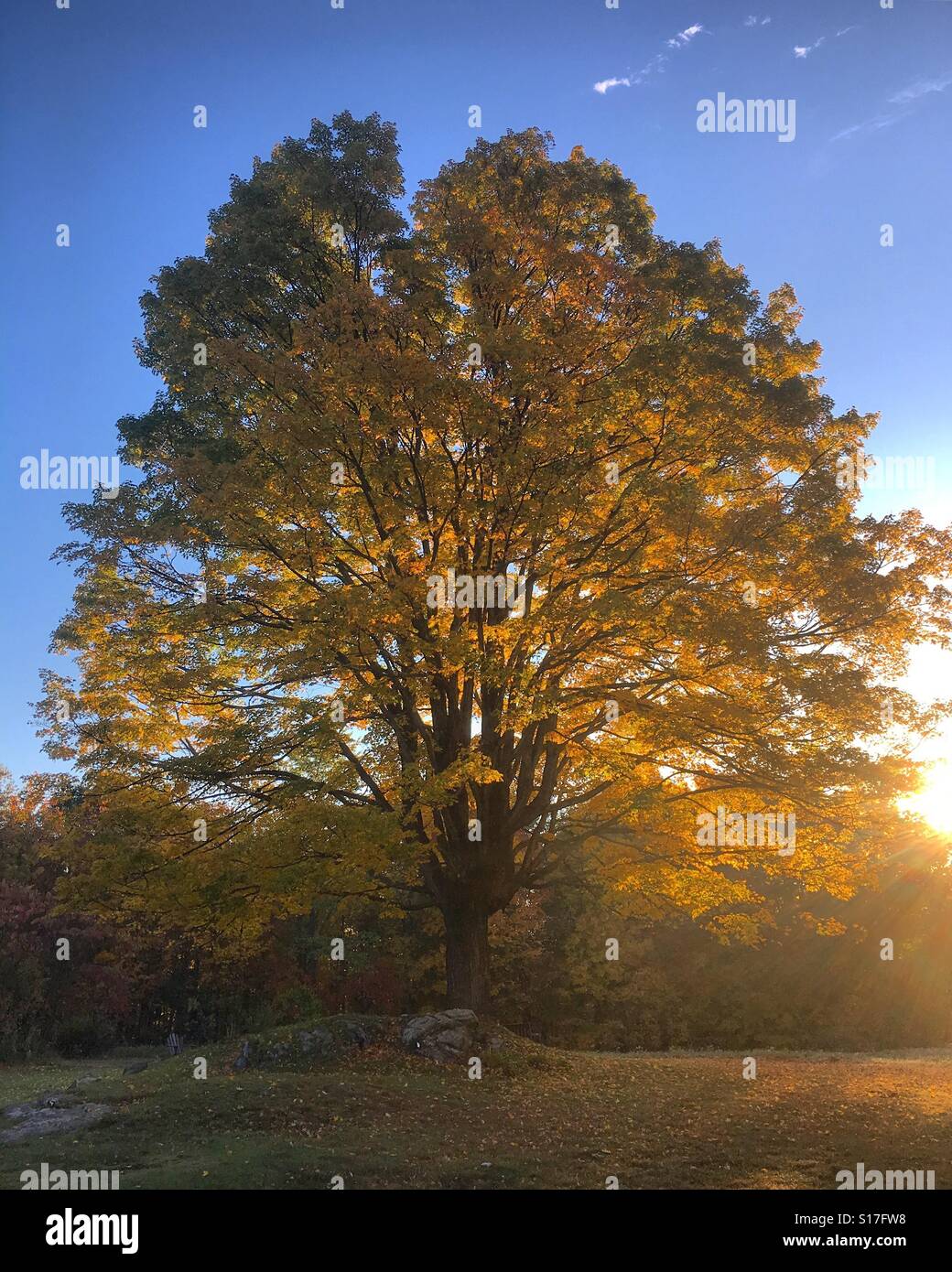 Un vecchio zucchero acero nel Berkshires, western Massachusetts a sunrise con la caduta delle foglie. Foto Stock