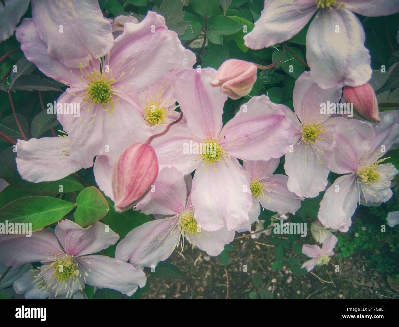 Piuttosto, soft rosa Clematis Foto Stock