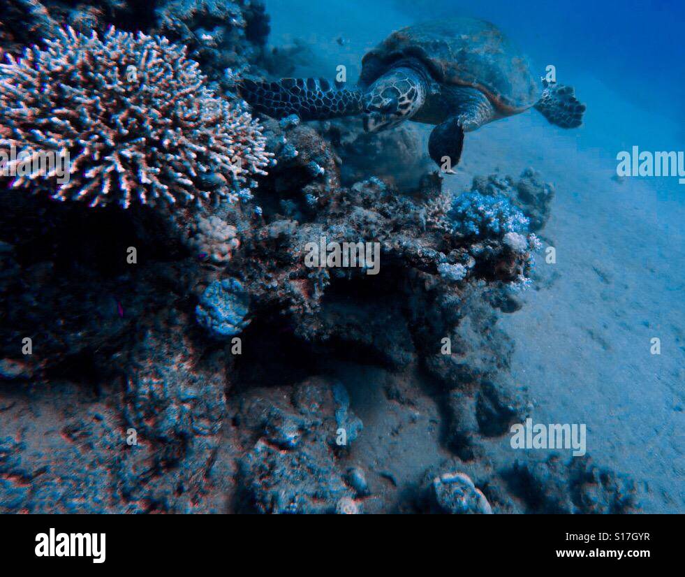 Tartaruga di mare in mare rosso dei coralli Foto Stock