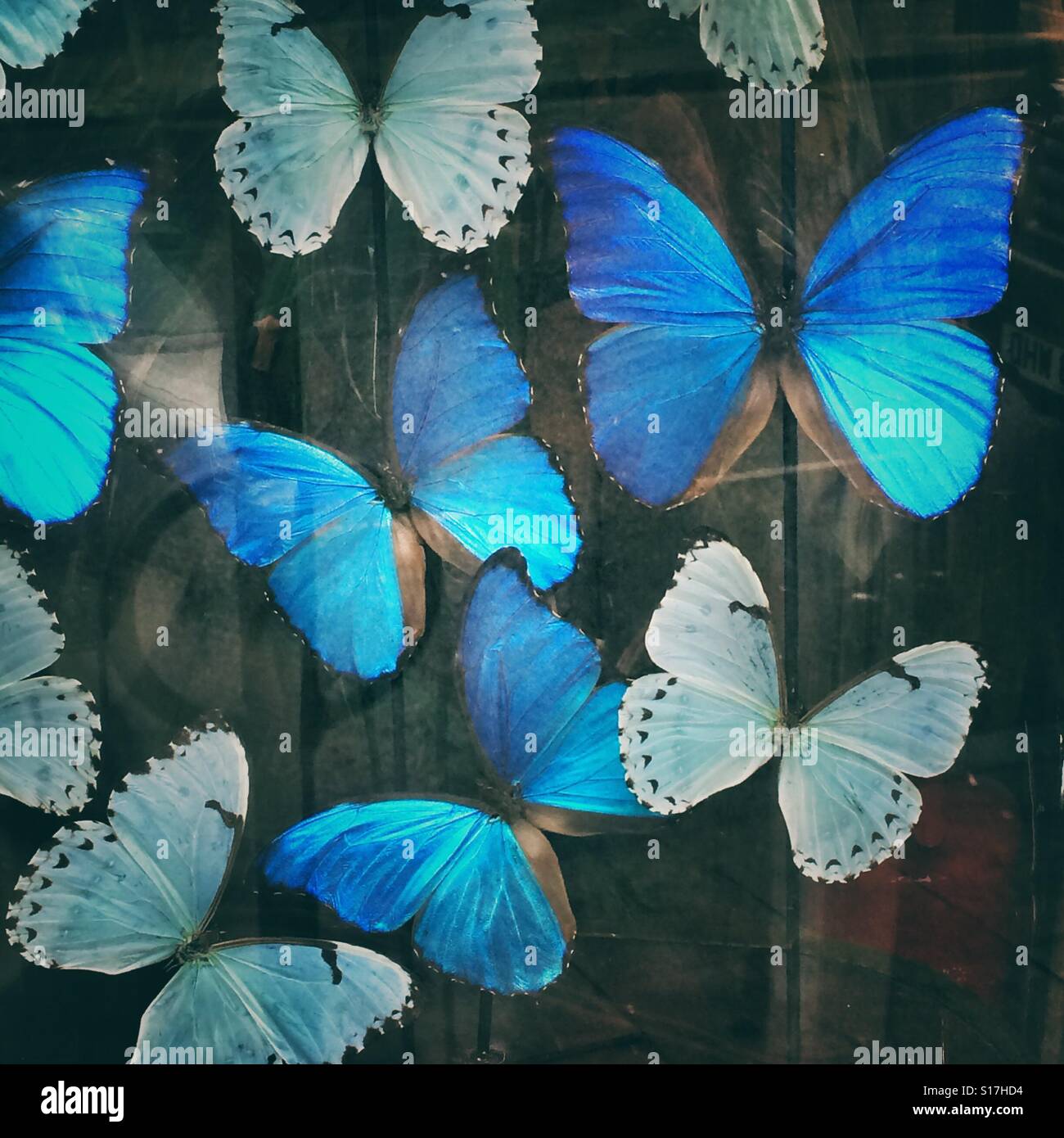 Farfalle blu Foto Stock