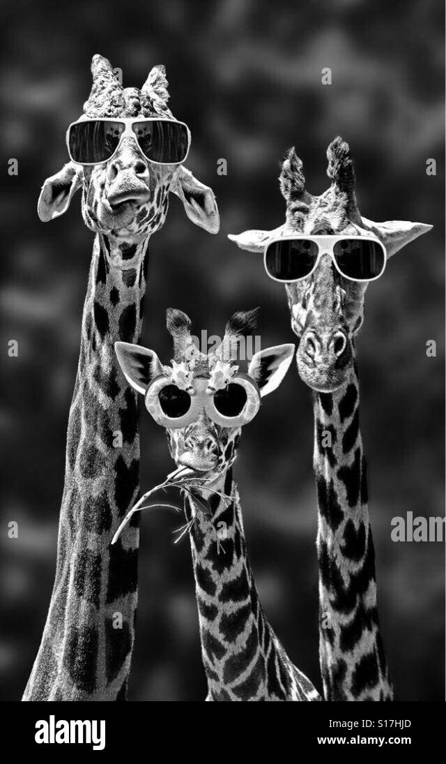 Tre le giraffe con ombrelloni nel selvaggio Foto Stock