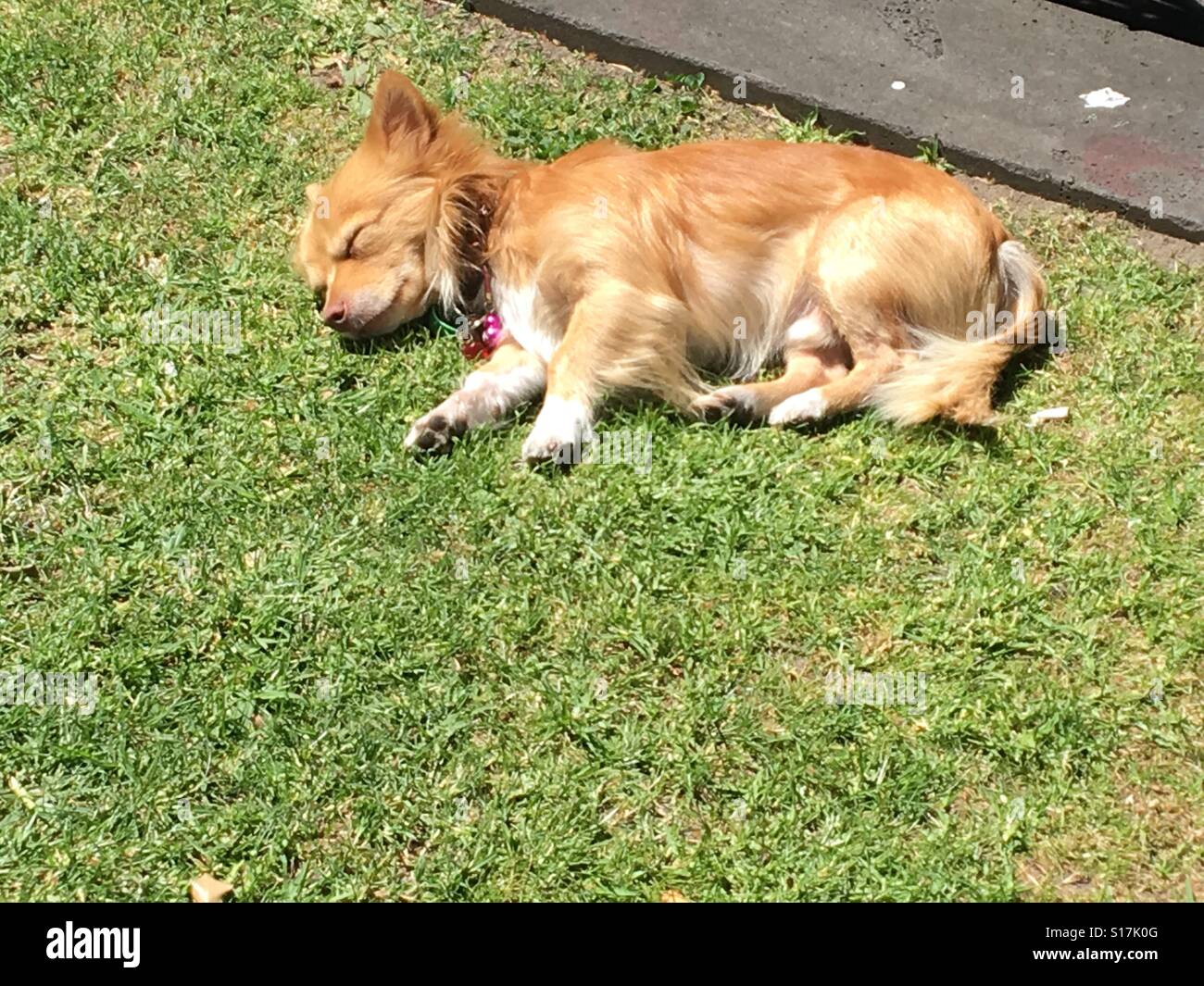 Cane dorme nel sole Foto Stock