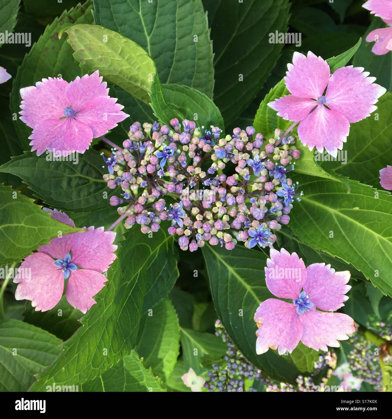 Le ortensie in fiore Foto Stock