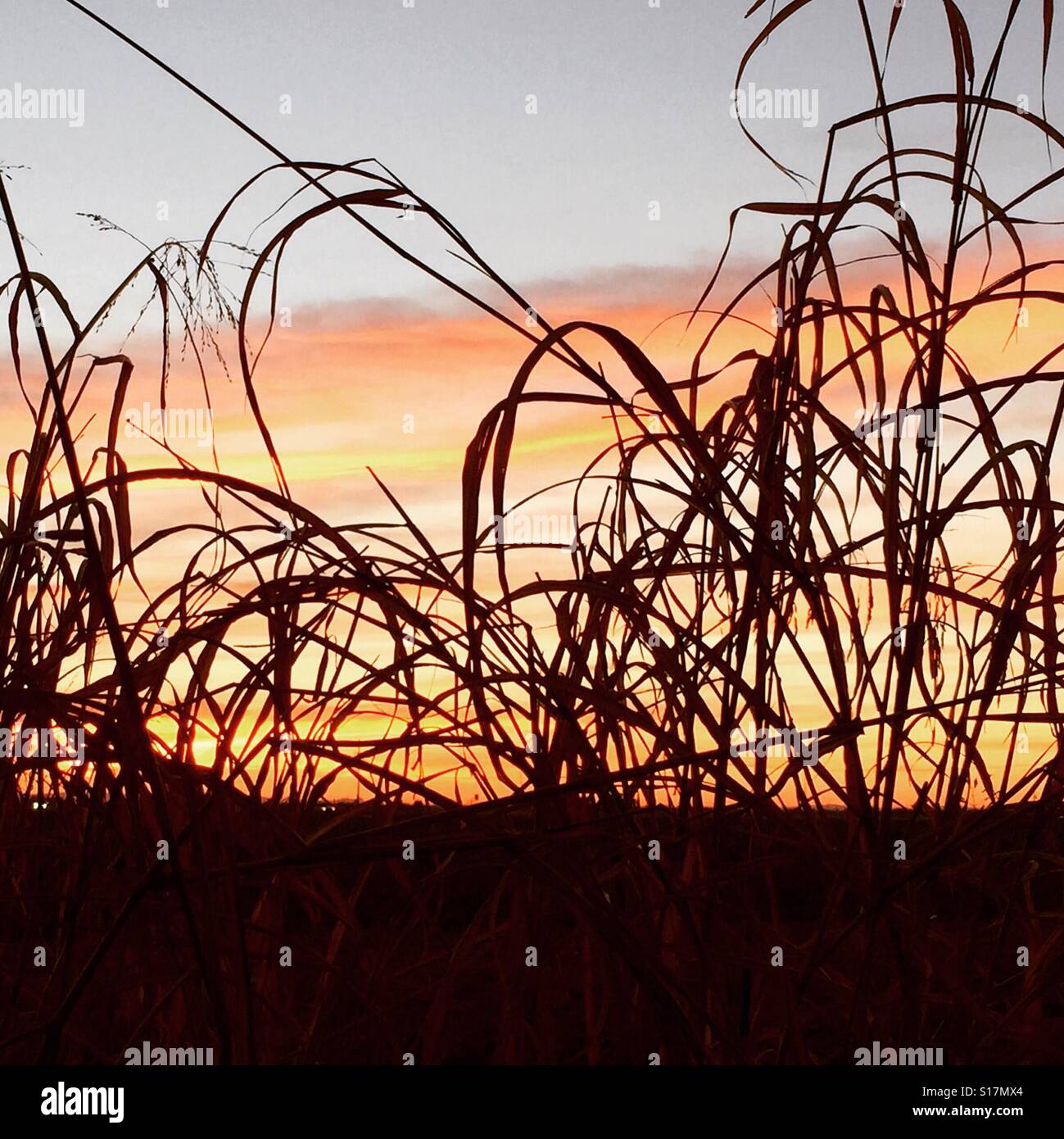 Sunrise tramite l'erba Foto Stock