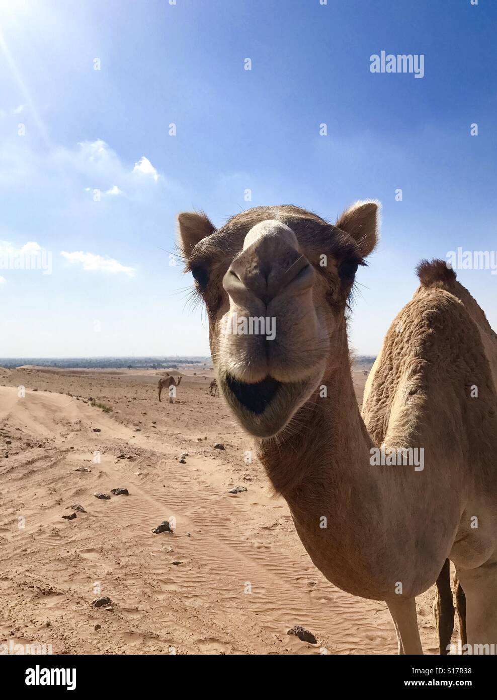 Cammello nel deserto DEGLI EMIRATI ARABI UNITI Foto Stock