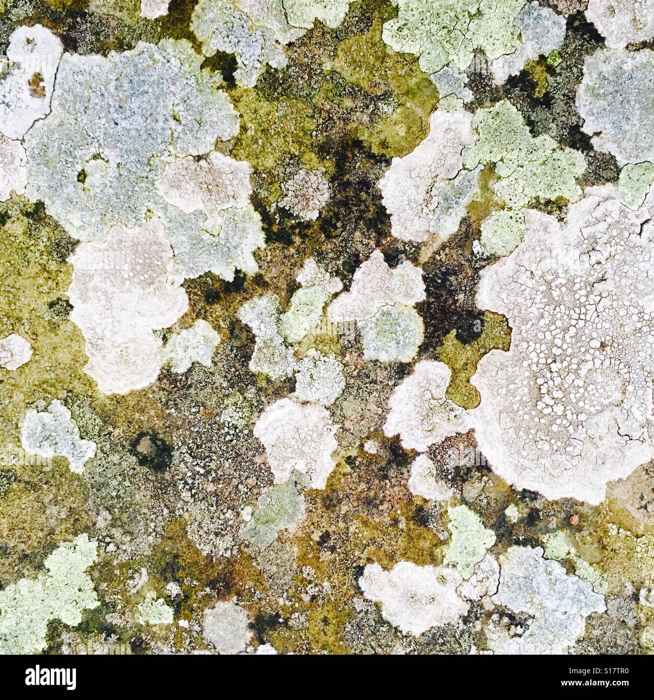 Il Lichen su un antico ponte di pietra - Immagine stock catturata con smartphone