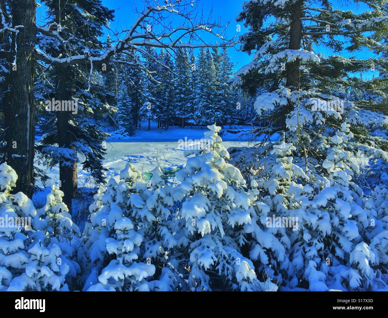 Fantasmi di neve - coperta di neve sempreverdi - Immagine stock catturata con smartphone