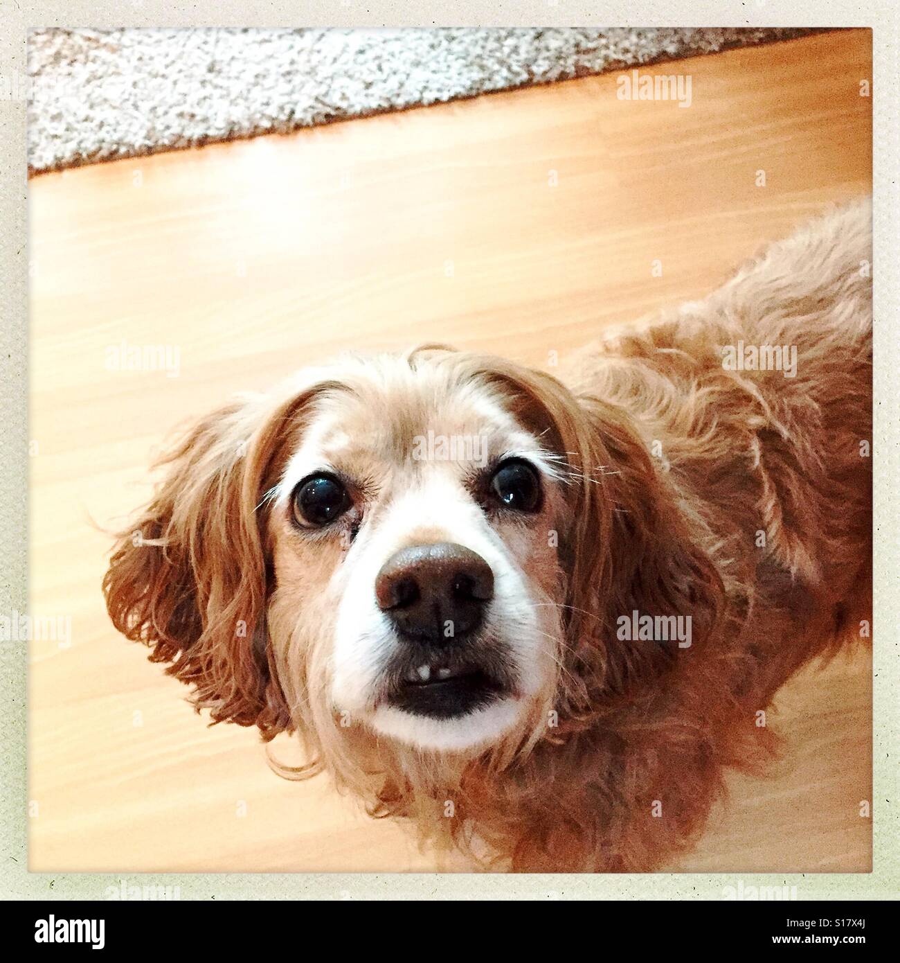 Cane senior con carattere Foto Stock