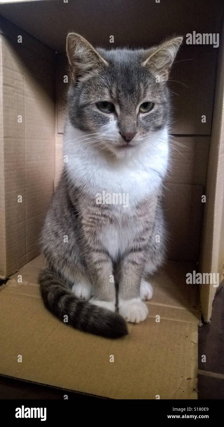 Gatto in una scatola Foto Stock