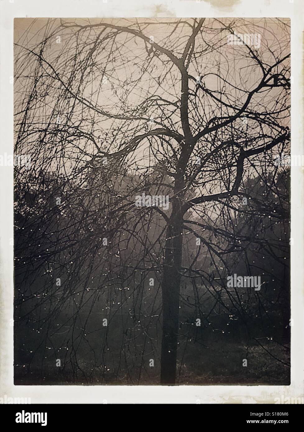 Willow Tree su un gelido inverno mattina Foto Stock