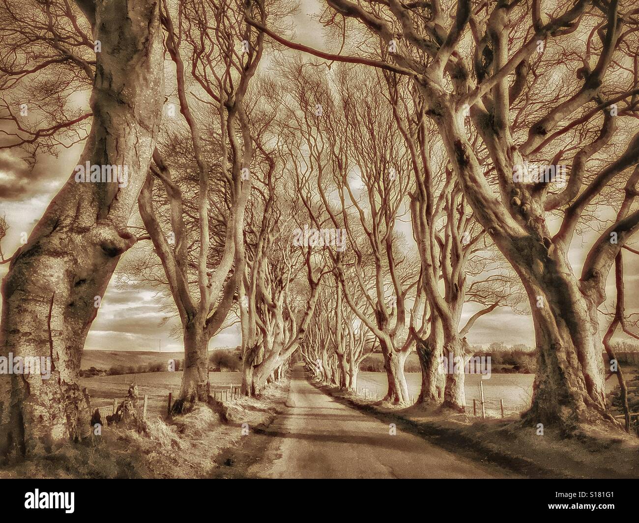'Buio Siepi' - Un viale del xviii secolo Faggi vicino a Ballymoney in Co. Antrim, Irlanda del Nord. Questa posizione è stata utilizzata nel canale HBO TV. serie 'Gioco di troni " Photo credit - © COLIN HOSKINS - Immagine stock catturata con smartphone