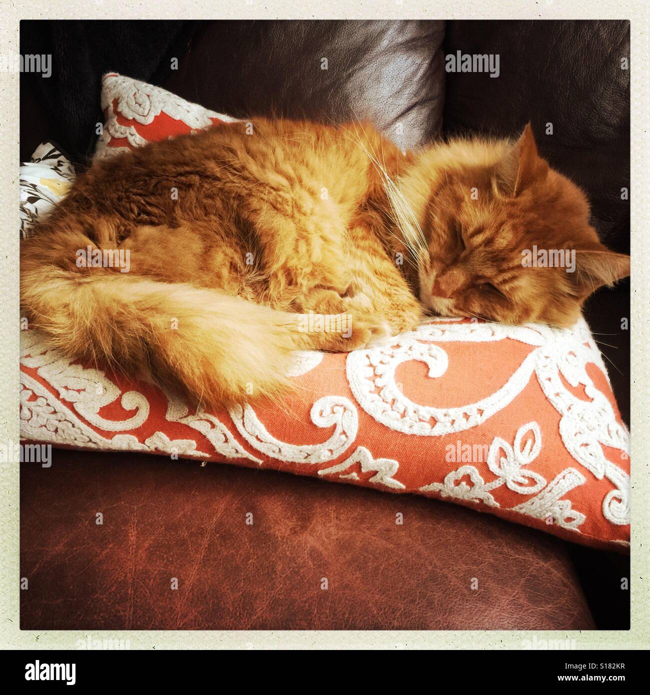 Lo zenzero gatto addormentato su Orange e cuscino bianco Foto Stock