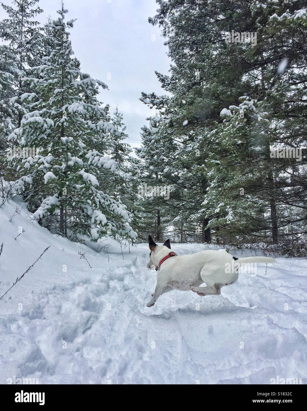 Un cane di piccola taglia in motion, saltando su una coperta di neve sentiero nella foresta. - Immagine stock catturata con smartphone