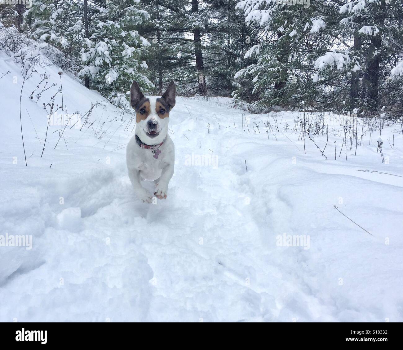 Happy dog in esecuzione nella neve su una giornata invernale nella foresta. - Immagine stock catturata con smartphone