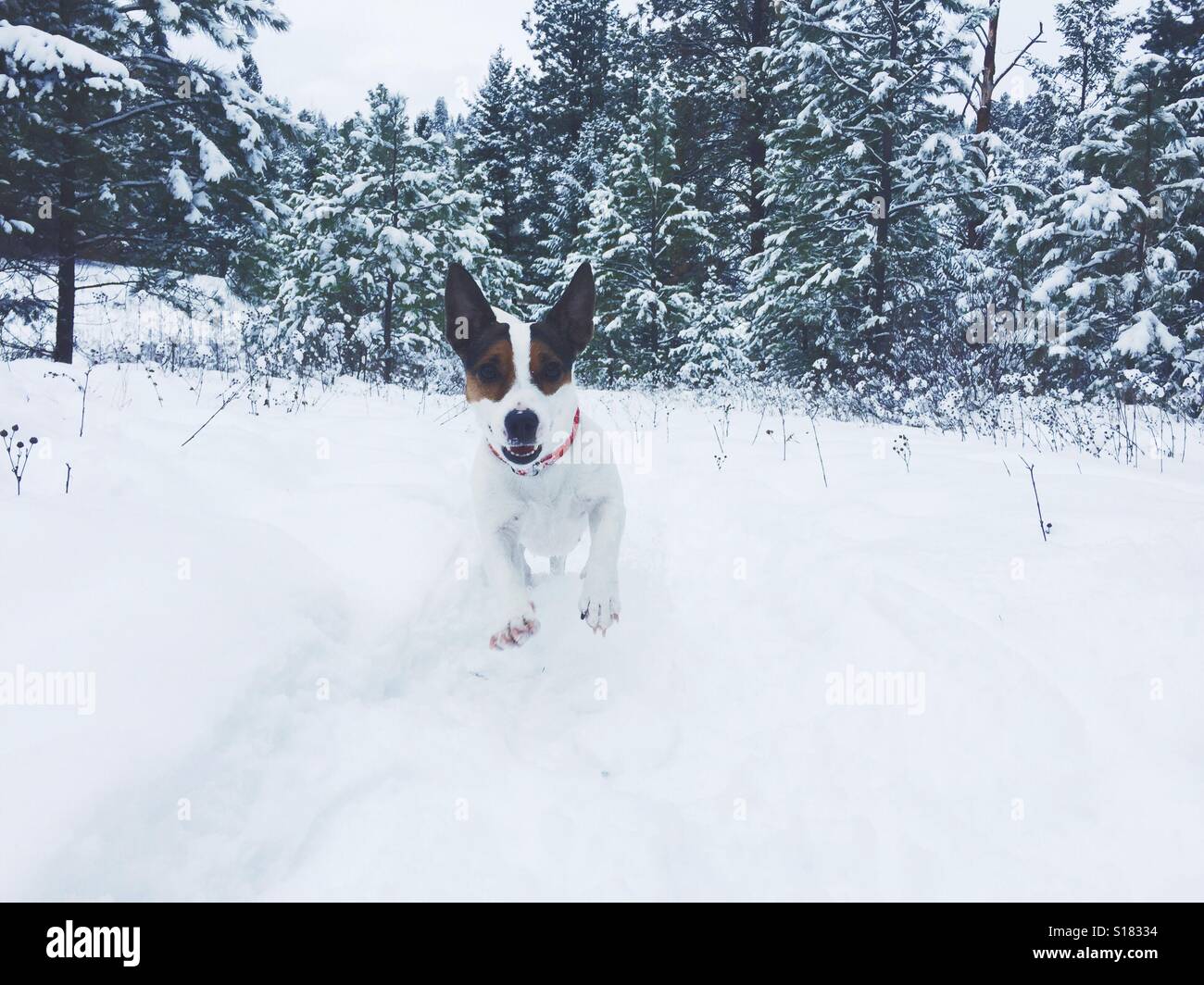 Cane che corre sulla neve. - Immagine stock catturata con smartphone