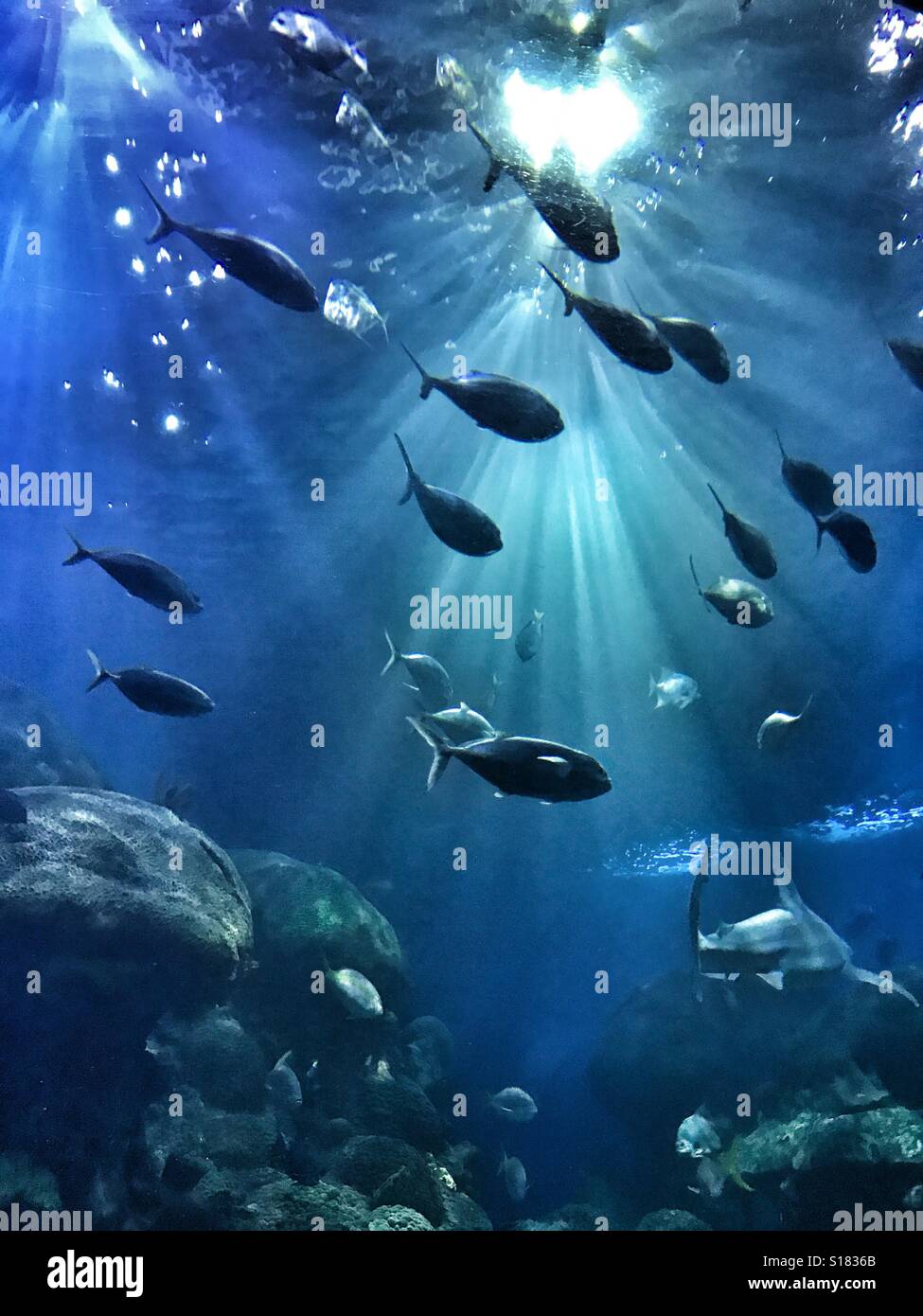 Sotto l'acqua vista oceano di pesce Foto Stock