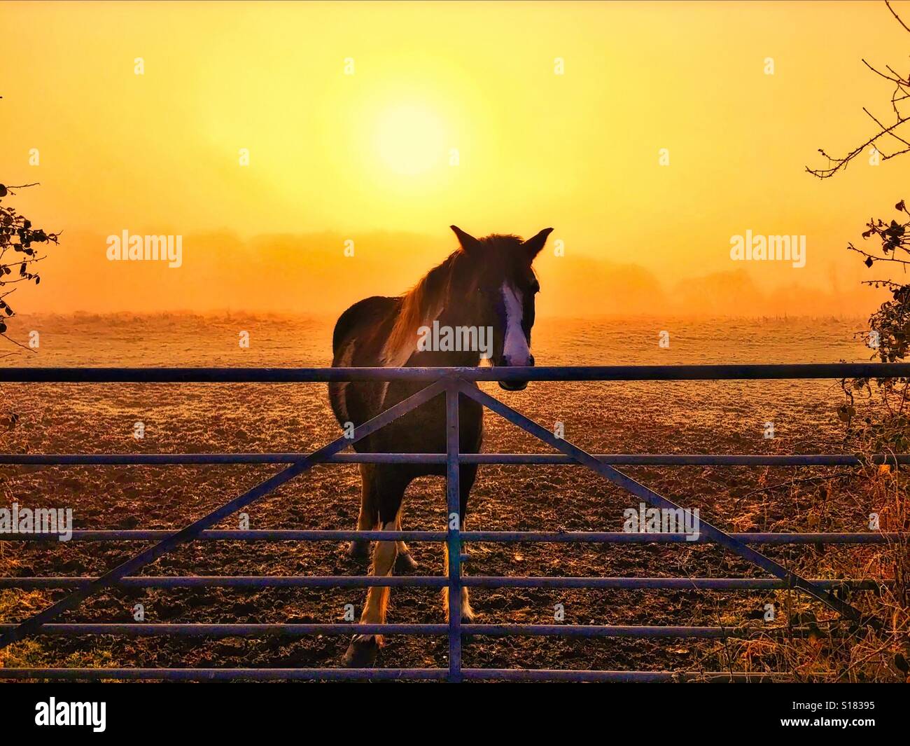 Cavallo nella luce del mattino Foto Stock