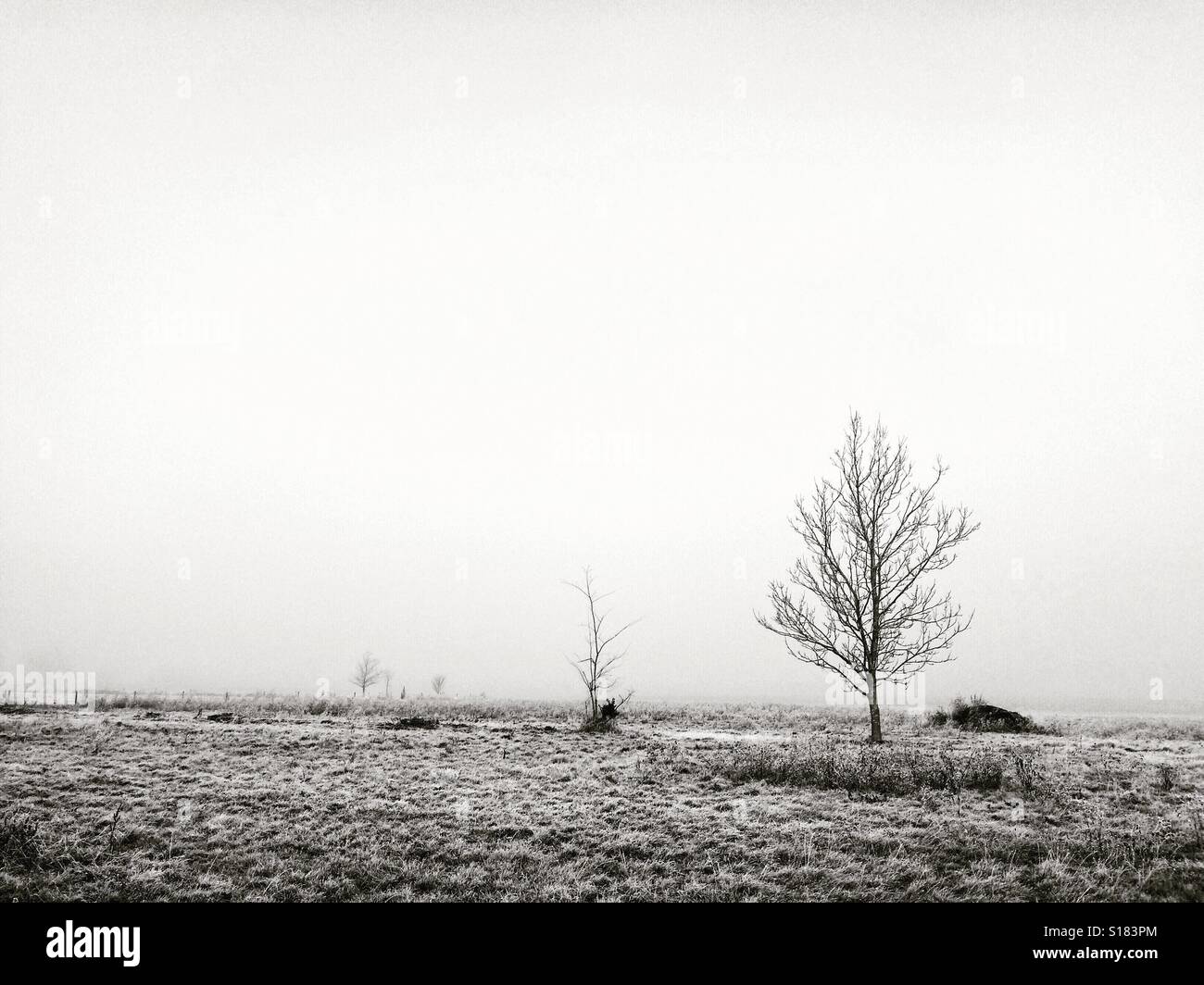 Alberi nel paesaggio di nebbia. Foto Stock