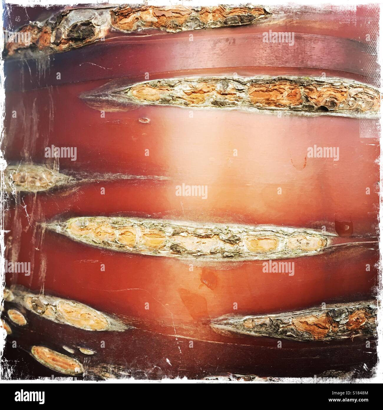 Corteccia su un Prunus serrula tree Foto Stock
