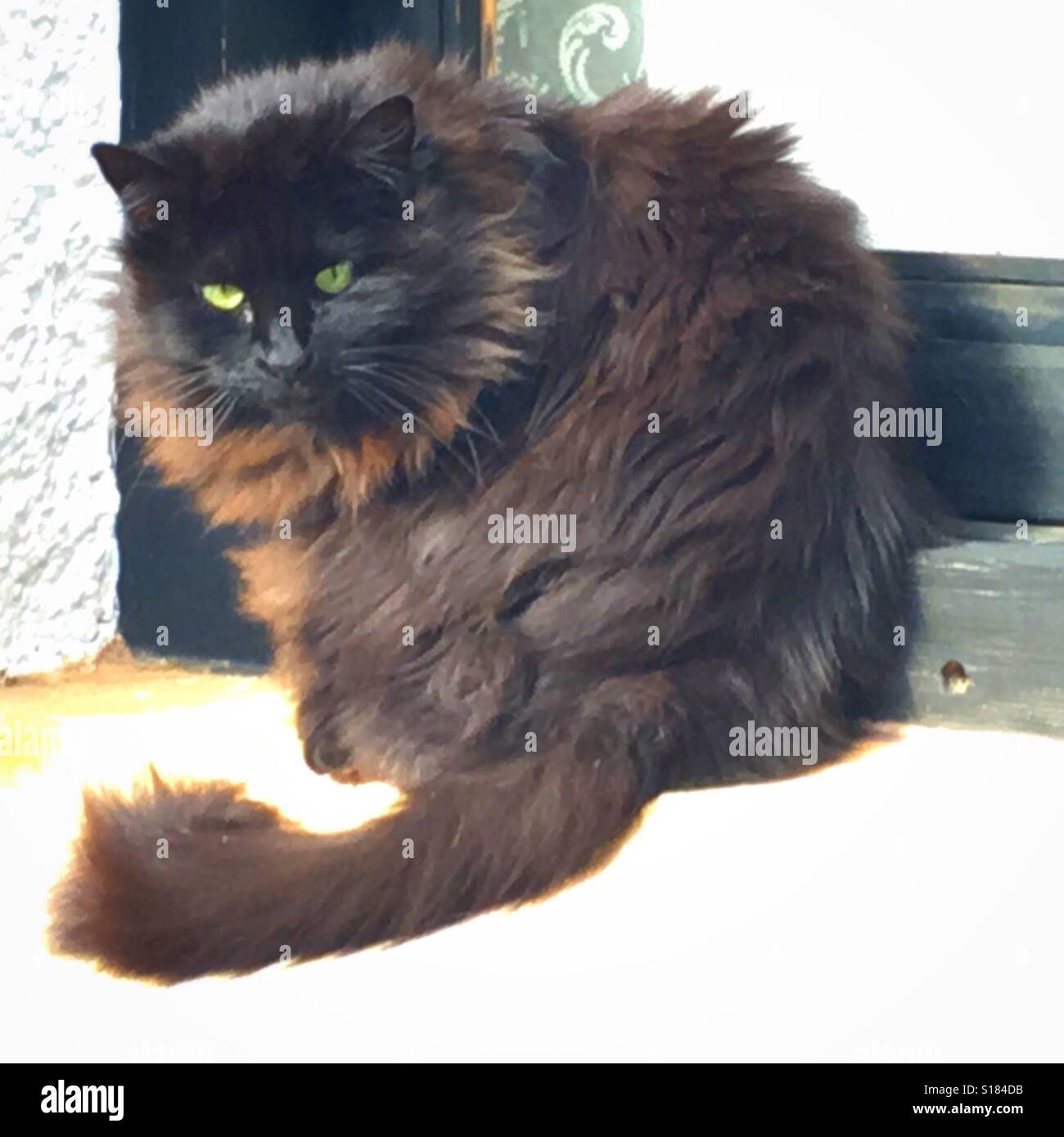 Nero, capelli lunghi gatto sul davanzale Foto Stock