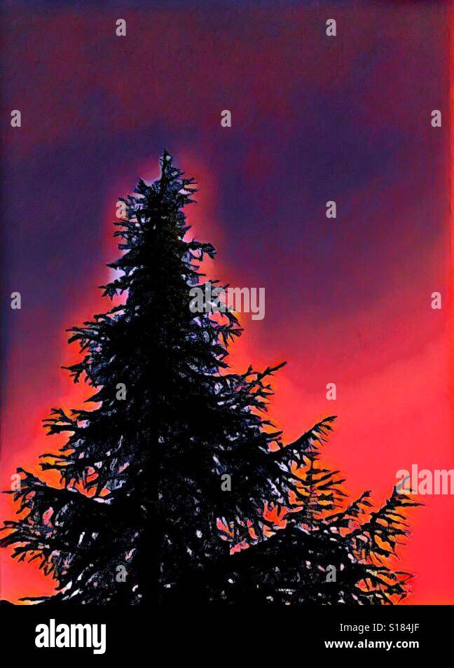 Albero sempreverde con surreale Cielo di tramonto Foto Stock