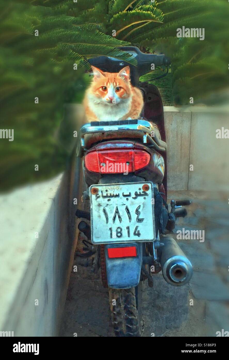 Cat in sharm el sheikh... - Immagine stock catturata con smartphone