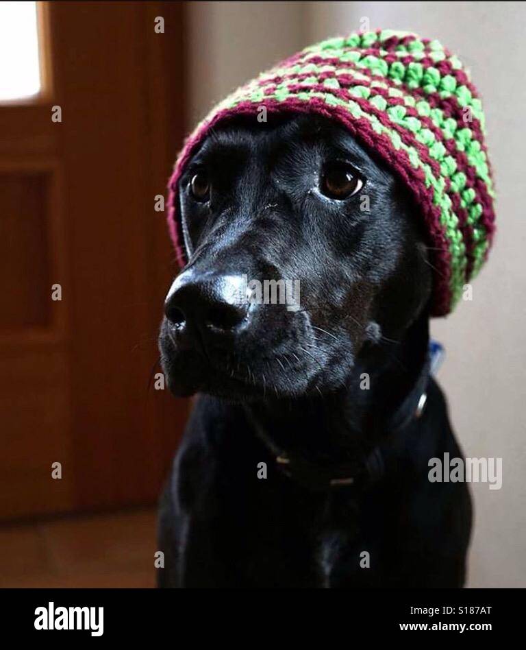 Un cane che indossa accogliente in inverno Foto Stock