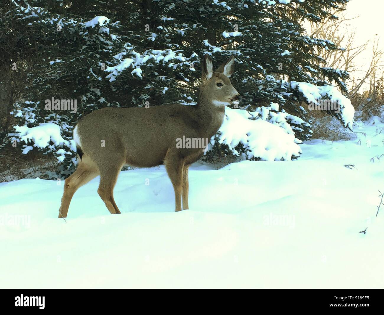 Mule Deer - Don Baccus - su un parco cittadino, Shannon terrazza, pesce Creek Park, Calgary, Alberta, Canada, - Immagine stock catturata con smartphone