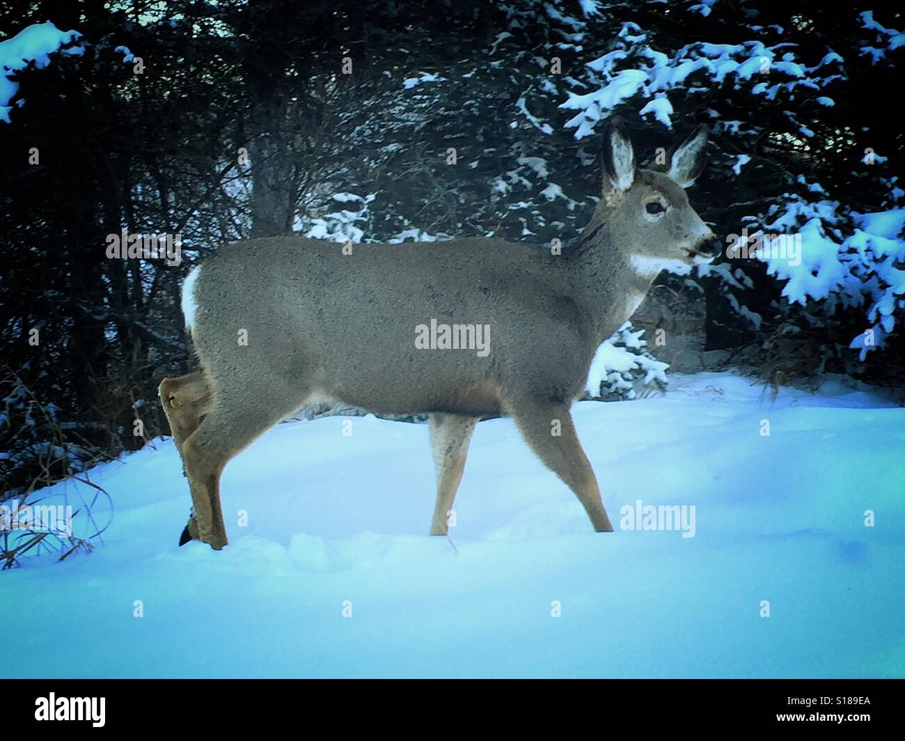 Mule Deer, Don Baccus ,su un parco cittadino, Shannon terrazza, pesce Creek Park, Calgary, Alberta, Canada, - Immagine stock catturata con smartphone