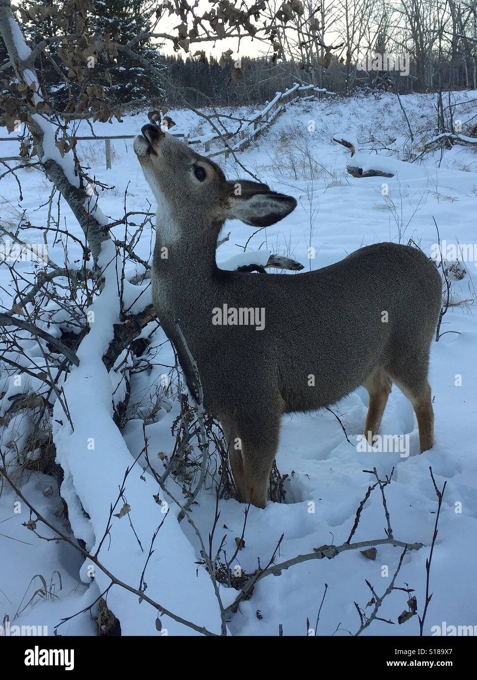 Mule Deer, Don Baccus e coperta di neve albero caduto, pesce Creek Park, Calgary, - Immagine stock catturata con smartphone