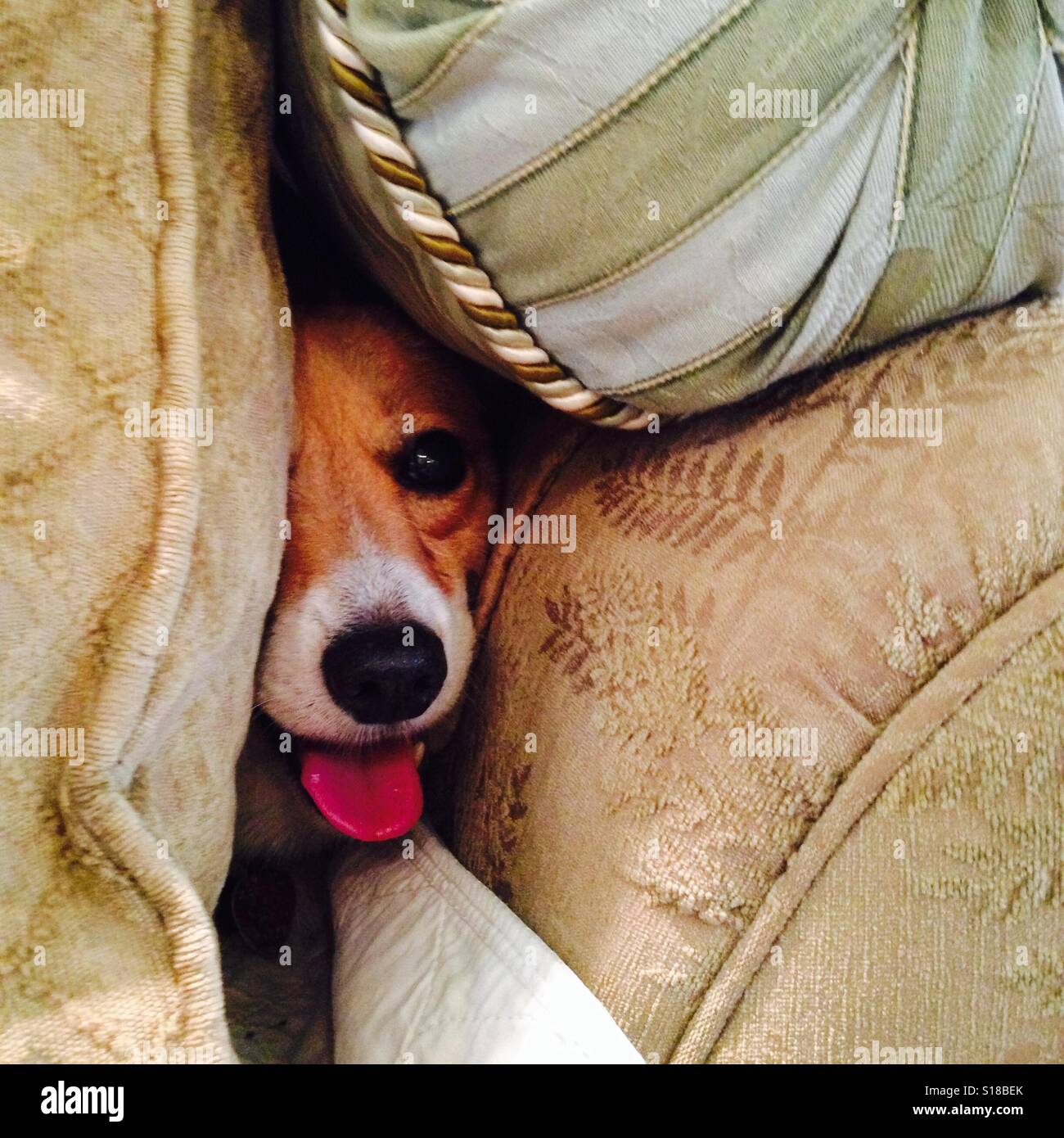 Spaventata Welsh Corgi cane nascosto dalla tempesta in cuscini Foto Stock