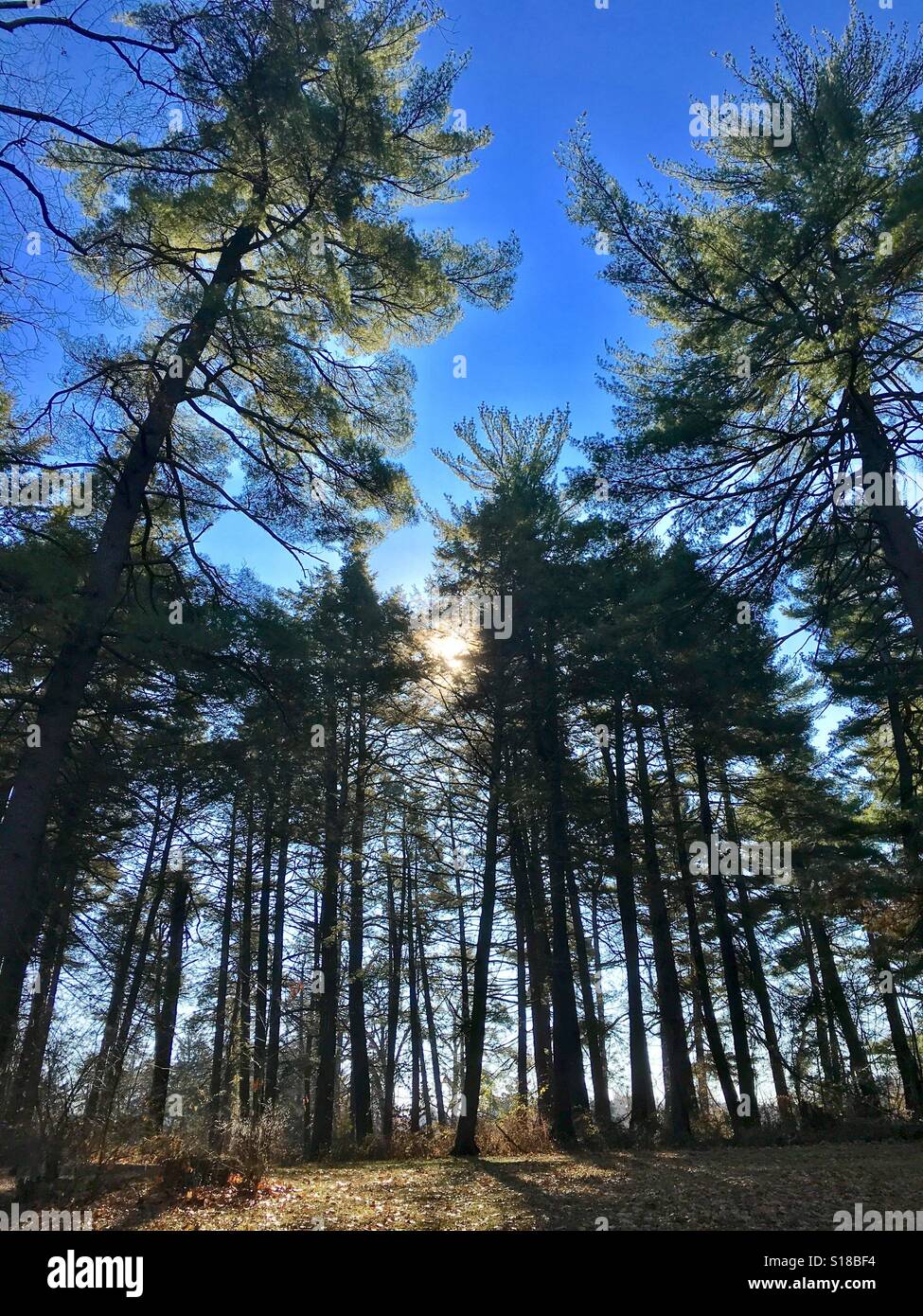 Foresta di alberi di pino - Immagine stock catturata con smartphone