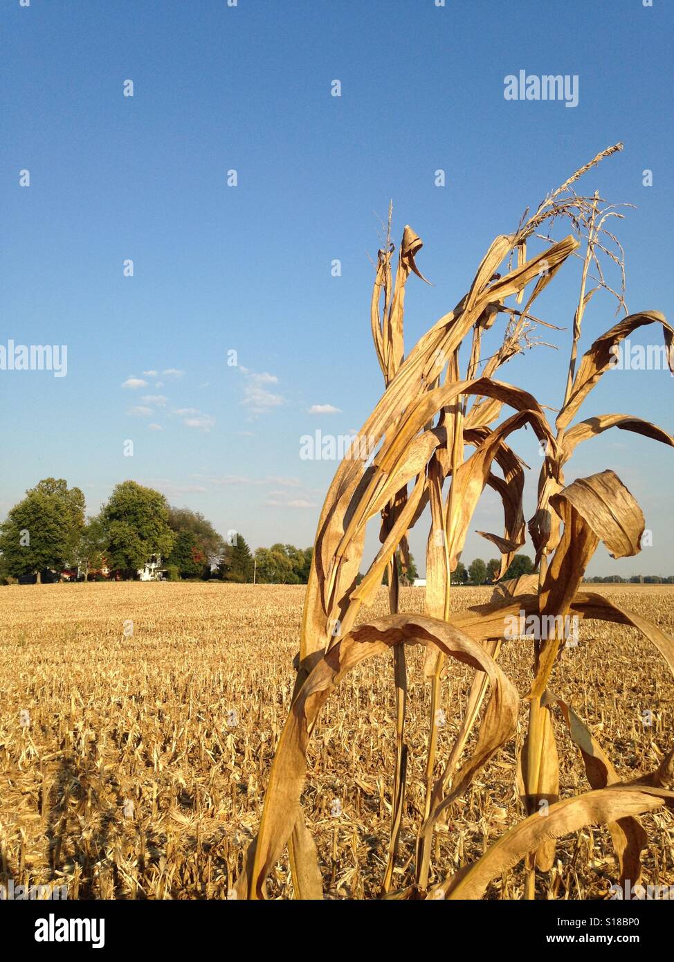 Survivor cornstalk secco raccolto nel campo di grano Foto Stock