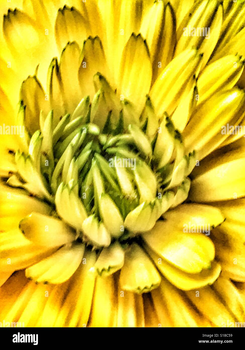 Calendula, fiore close up Foto Stock