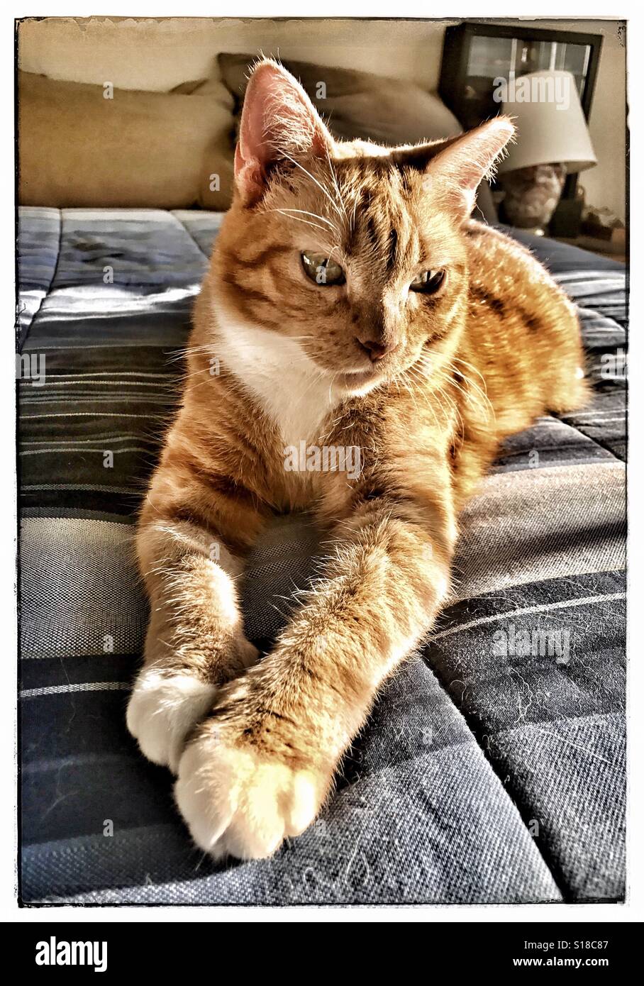 Orange tabby cat con zampe bianche rilassante sul letto - Immagine stock catturata con smartphone