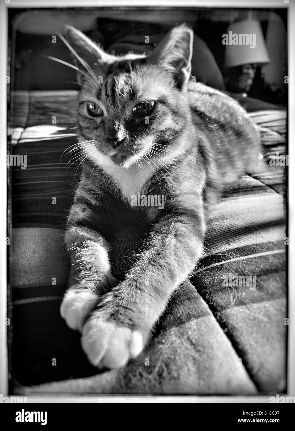 Gatto di casa rilassarsi sul letto in drammatico in bianco e nero - Immagine stock catturata con smartphone