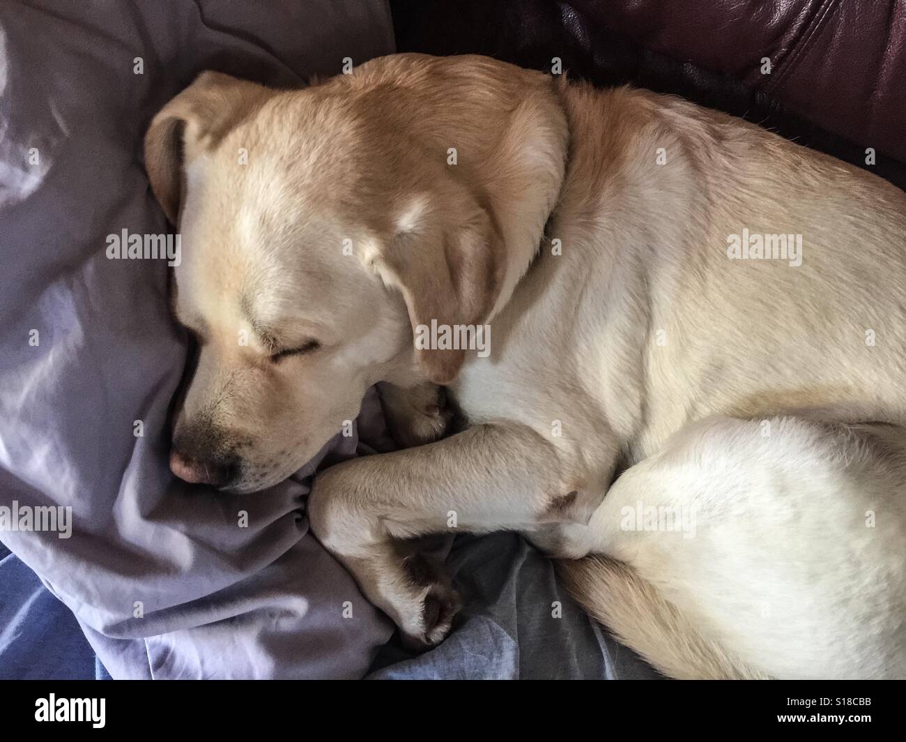 Del suono addormentato Foto Stock